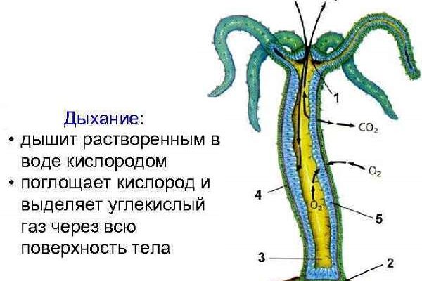Кракен сайт kr2web in цены